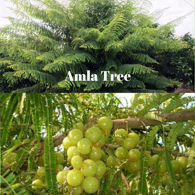 Amla Tree - Vibhu & Me